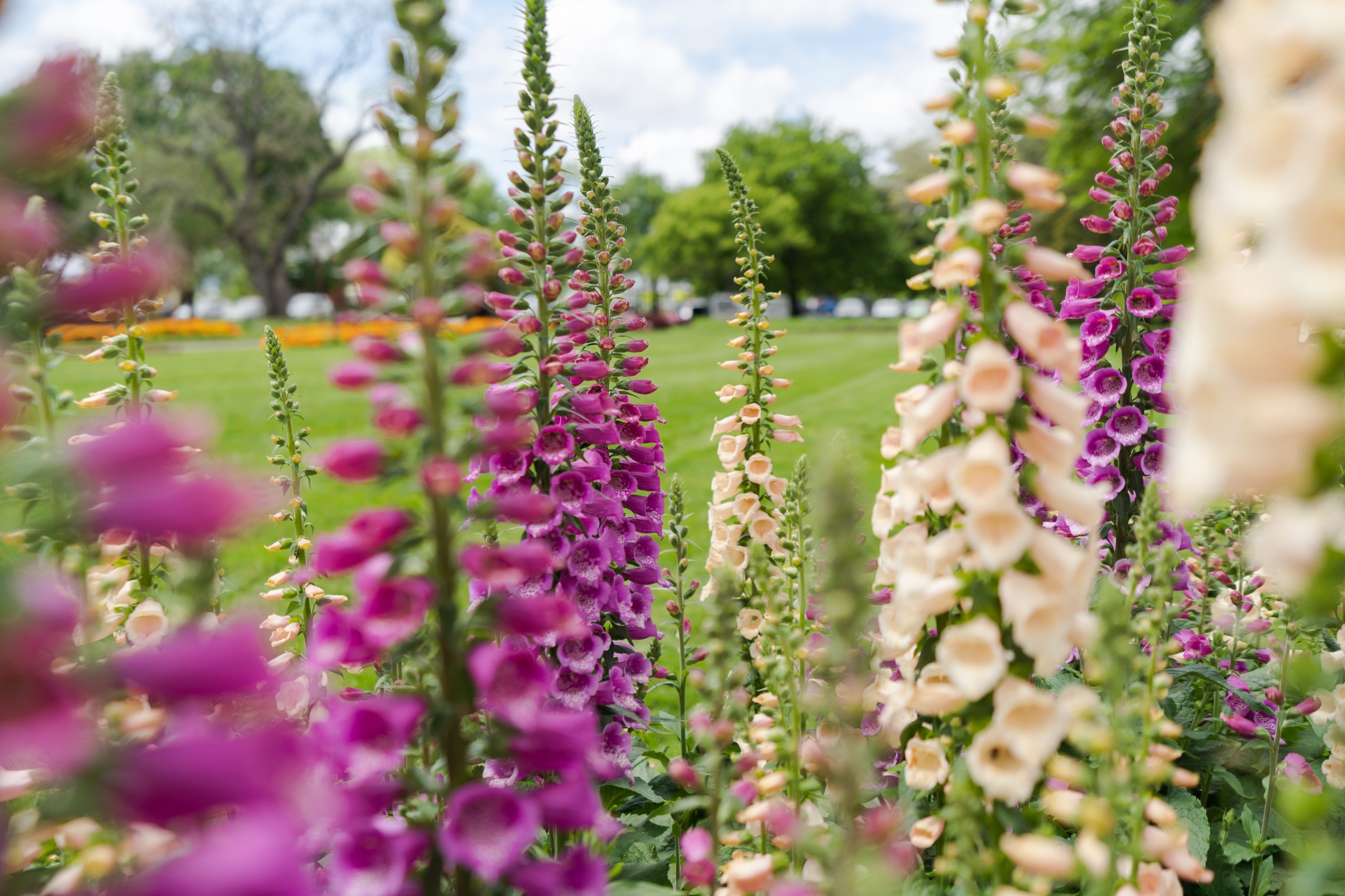 A vibrant garden with colourful flower beds at the Ballarat Botanical Gardens.